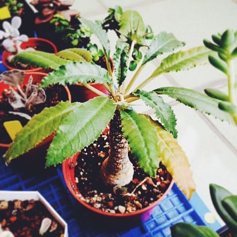 Dorstenia foetida