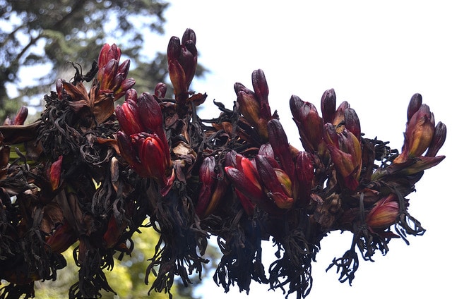 Lys javelot (Doryanthes excelsa)