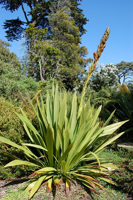 Doryanthes palmeri