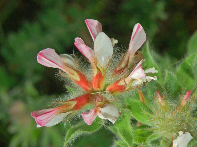 Bonjeanie (Dorycnium hirsutum)