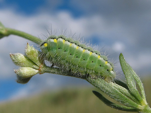 Dorycnie à cinq feuilles