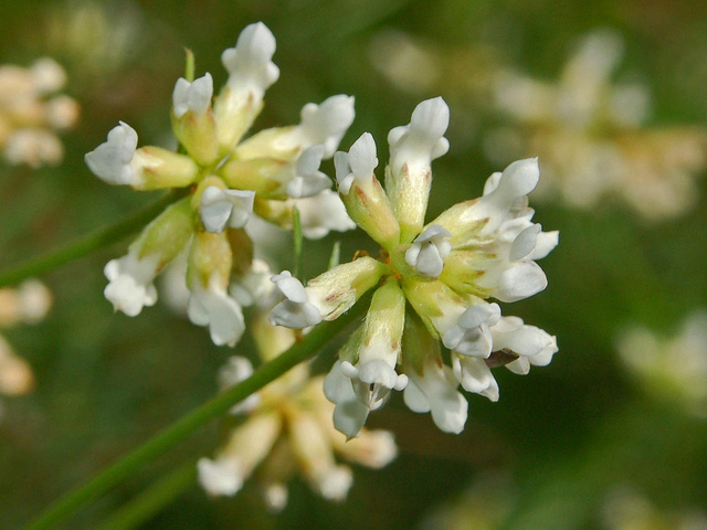 Dorycnie à cinq feuilles (Dorycnium pentaphyllum)