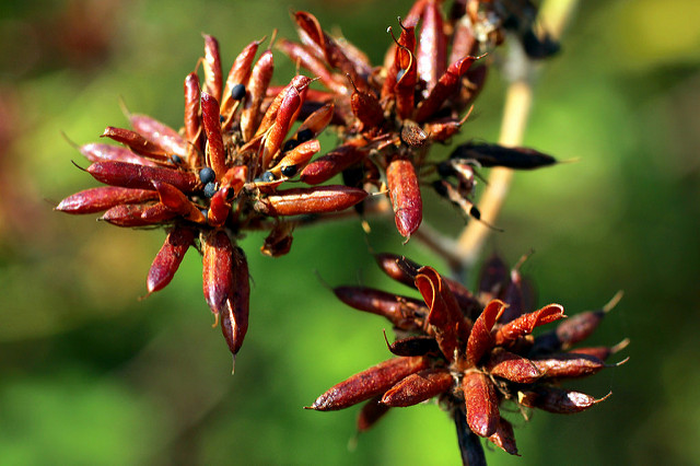 Dorycnie dressée (Dorycnium rectum)