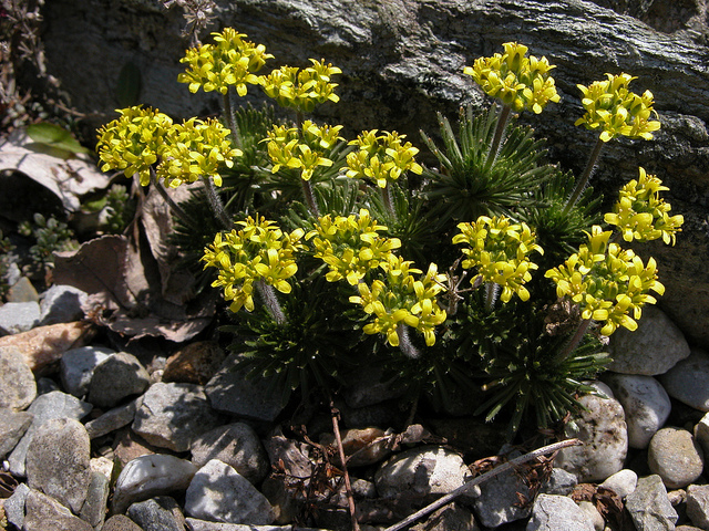 Drave faux aïzoon (Draba aizoides)