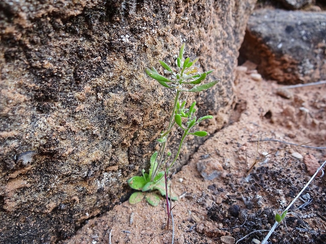 Draba cuneifolia