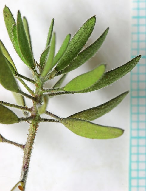 Draba cuneifolia