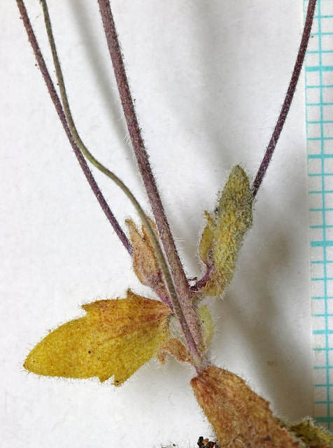 Draba cuneifolia