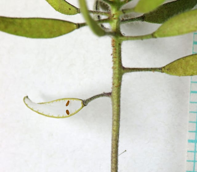 Draba cuneifolia