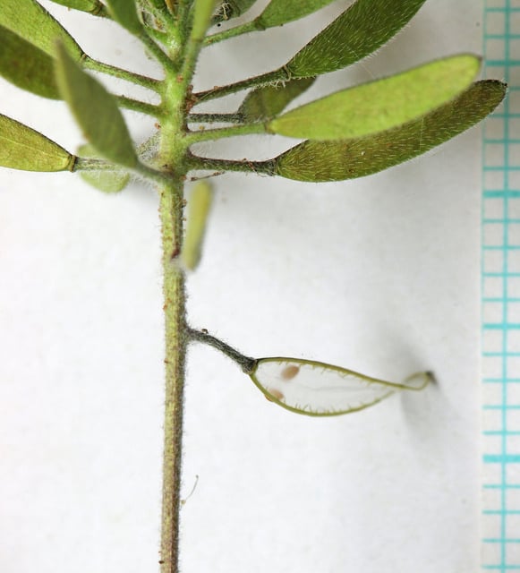 Draba cuneifolia