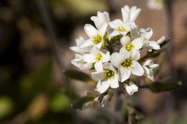 Draba cuneifolia