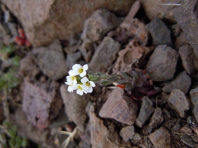 Drave blanchâtre (Draba incana)