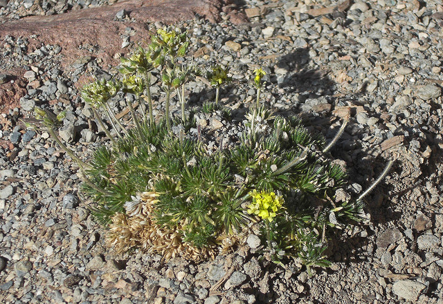 Drave à fruits velus (Draba lasiocarpa)