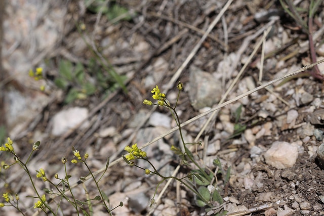 Drave des bois (Draba nemorosa)
