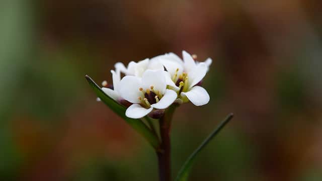 Draba nivalis