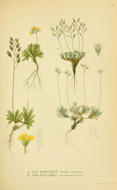 Draba nivalis