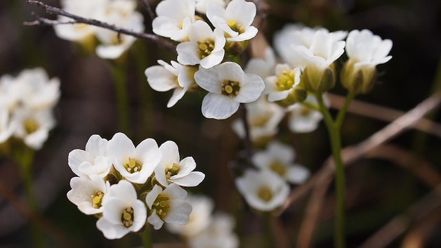 Draba nivalis (Draba nivalis)