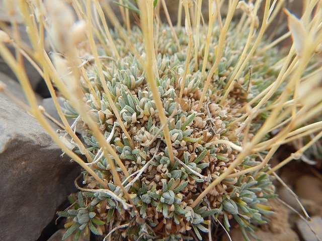 Draba oligosperma