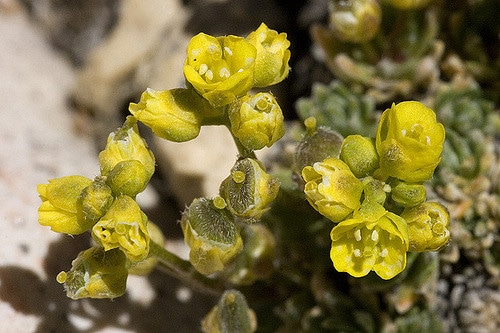 Draba oligosperma
