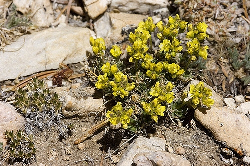 Draba oligosperma (Draba oligosperma)