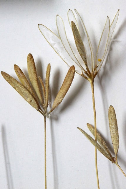 Draba reptans