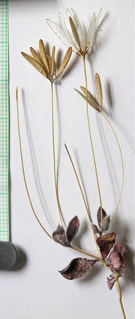 Draba reptans