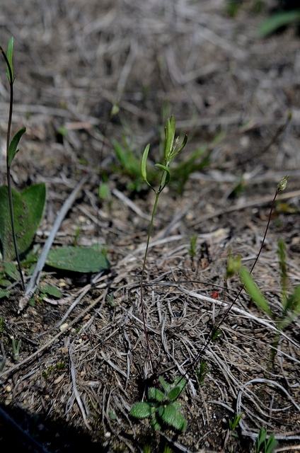Draba reptans
