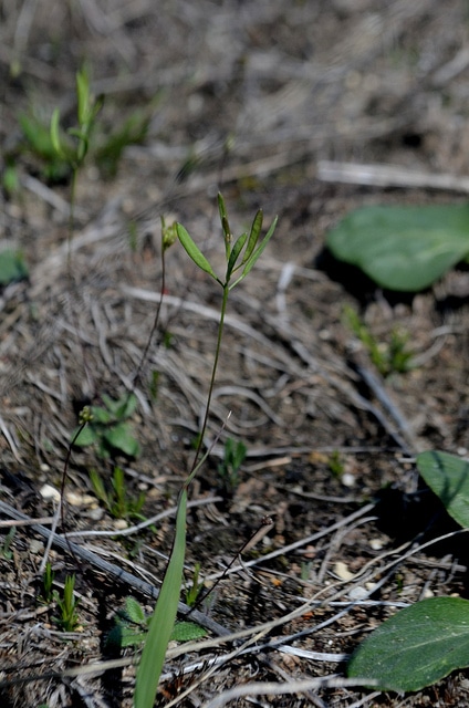 Draba reptans