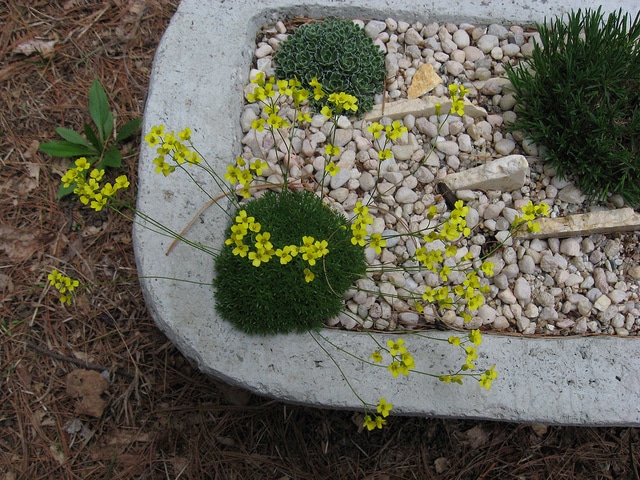 Draba rigida (Draba rigida)