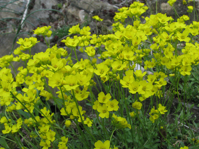 Drave de sibérie