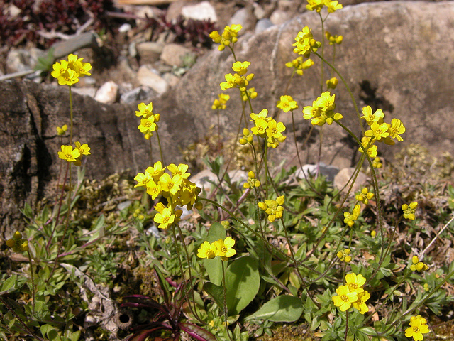 Drave de sibérie (Draba sibirica)