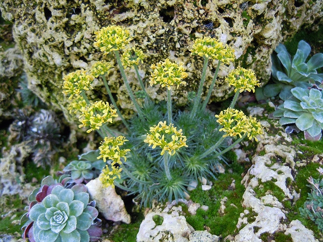 Draba sphaeroides (Draba sphaeroides)