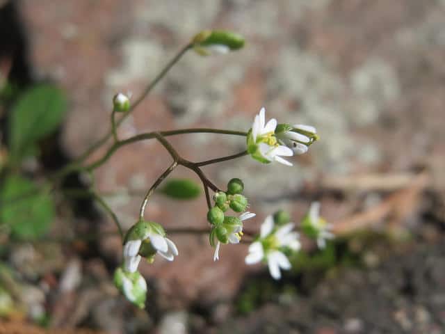 Draba verna