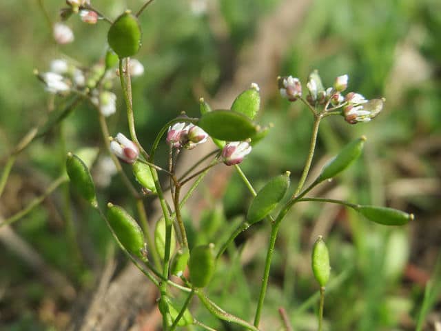 Draba verna