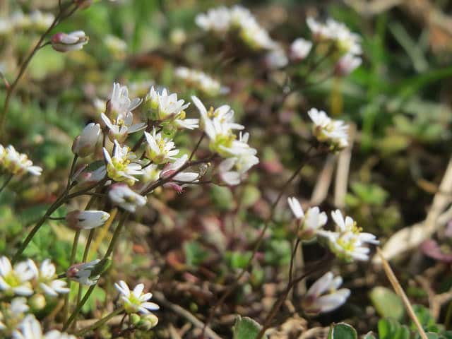 Draba verna
