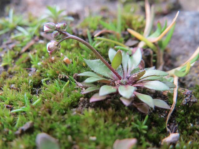Draba verna