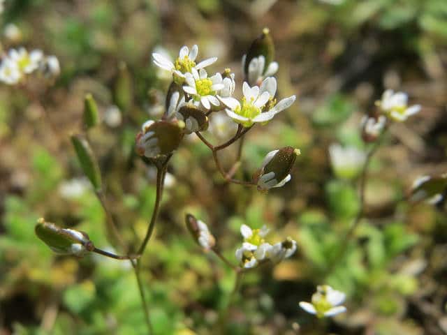Draba verna