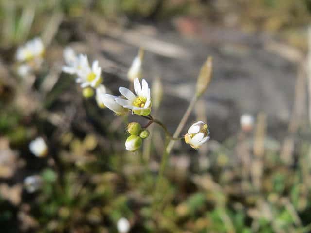 Draba verna (Draba verna)