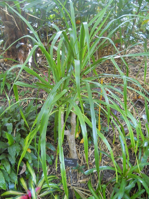 Dracaena arborea
