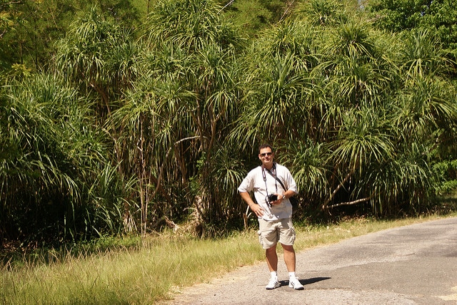 Dracaena arborea