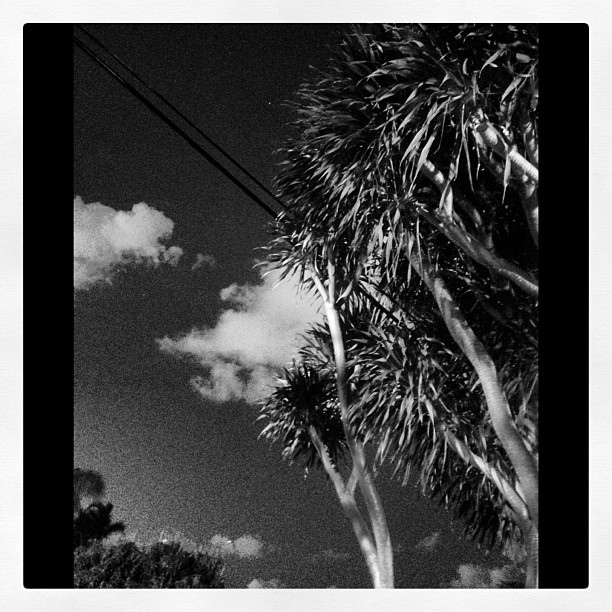 Dracaena arborea