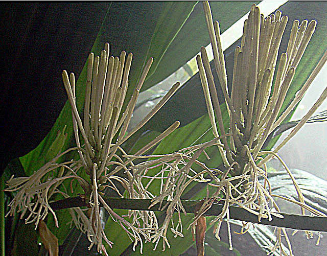 Dracaena aubryana