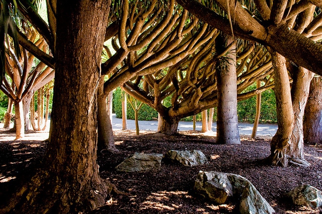 Dragonnier commun (Dracaena draco)