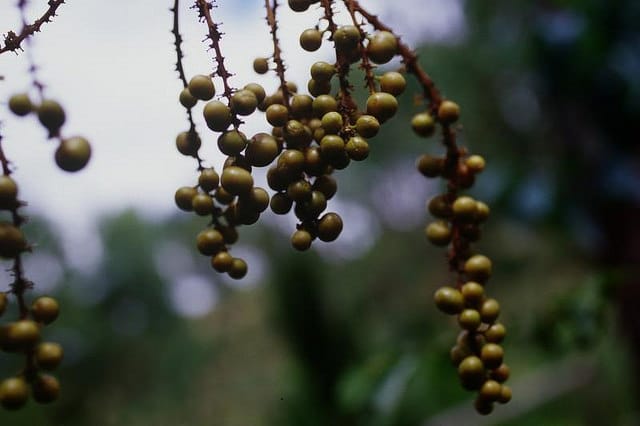 Dracaena elliptica