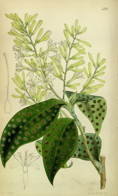 Dracaena elliptica