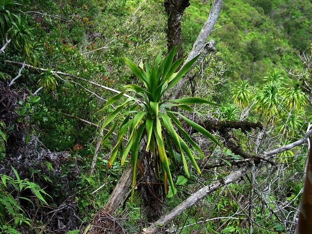 Dracaena fernaldii