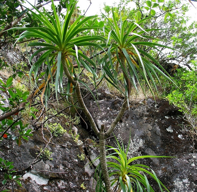 Dracaena forbesii (Dracaena forbesii)