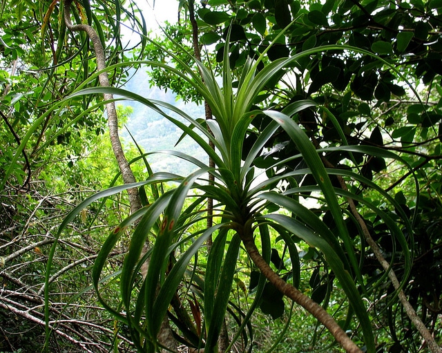 Dracaena forbesii