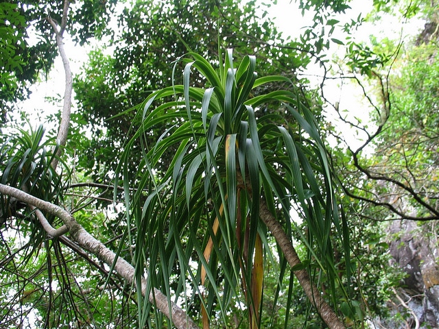 Dracaena forbesii