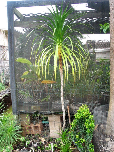 Dracaena forbesii