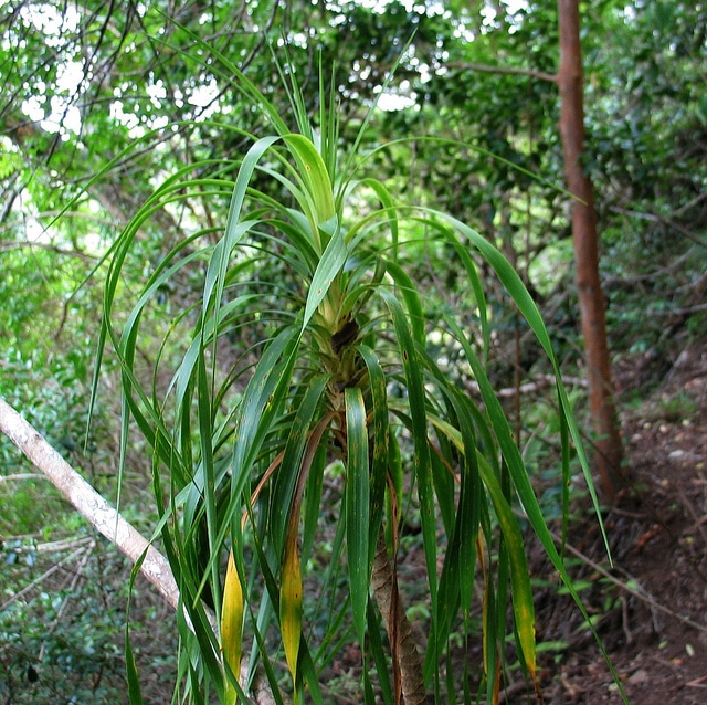 Dracaena forbesii